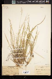 Panicum depauperatum image