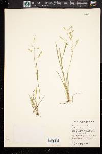 Panicum hians image