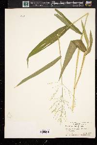 Panicum latifolium image