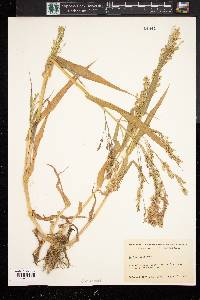 Panicum miliaceum image