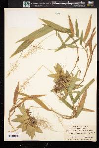 Panicum polyanthes image