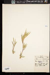 Panicum praecocius image