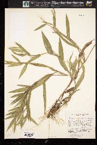 Panicum ravenelii image