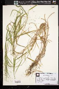 Kellochloa verrucosa image