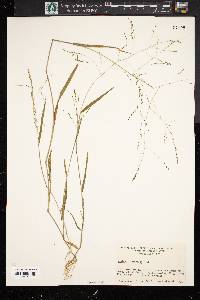 Kellochloa verrucosa image