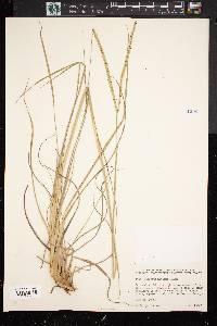 Paspalum notatum image