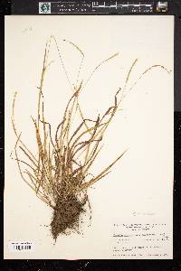 Paspalum setaceum var. muhlenbergii image