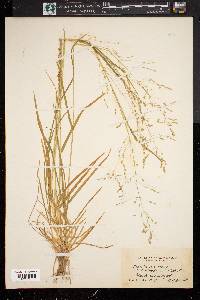 Poa alsodes image