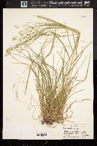 Poa alsodes image