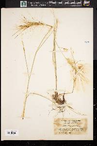 Elymus elymoides subsp. elymoides image