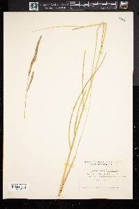 Spartina patens image