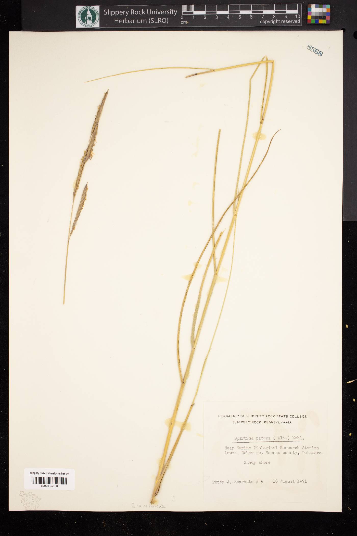 Spartina patens image