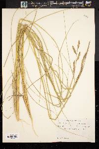 Spartina patens image