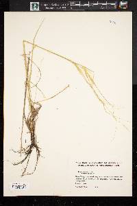 Hesperostipa spartea image