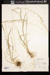 Trisetum canescens image