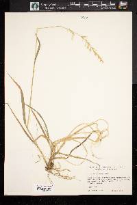 Trisetum canescens image