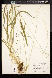 Trisetum canescens image