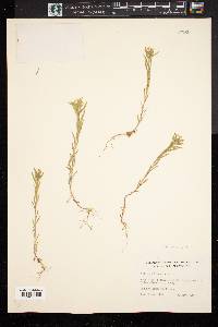 Collomia linearis image