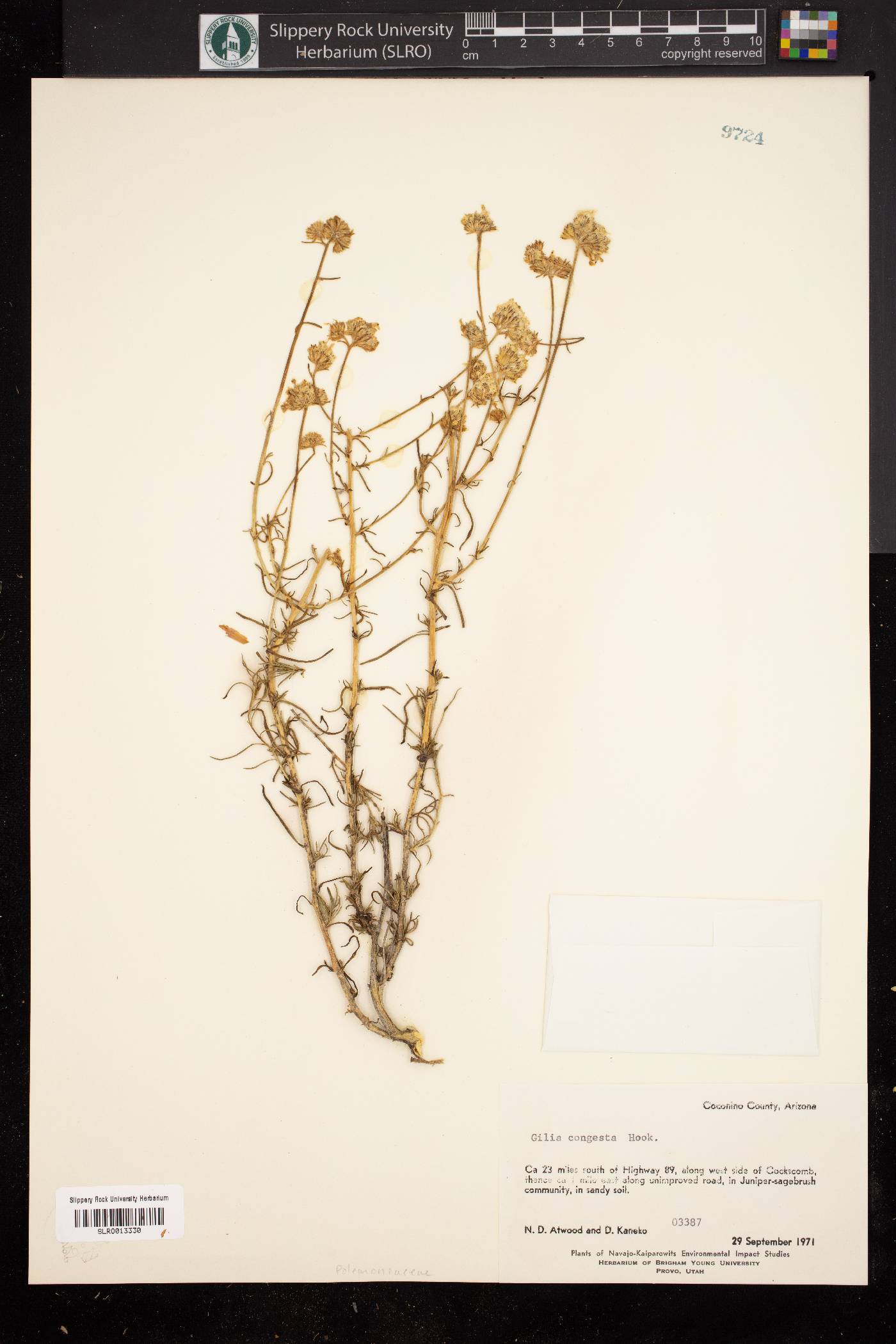 Ipomopsis congesta subsp. congesta image
