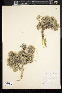 Phlox hoodii subsp. lanata image