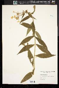 Phlox paniculata image