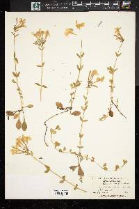 Phlox stolonifera image