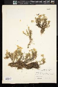 Phlox subulata image