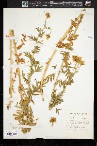 Polemonium foliosissimum image