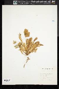 Polemonium pulcherrimum image