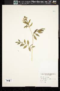 Polemonium reptans image