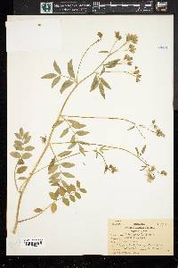 Polemonium reptans image