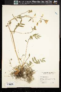 Polemonium reptans image