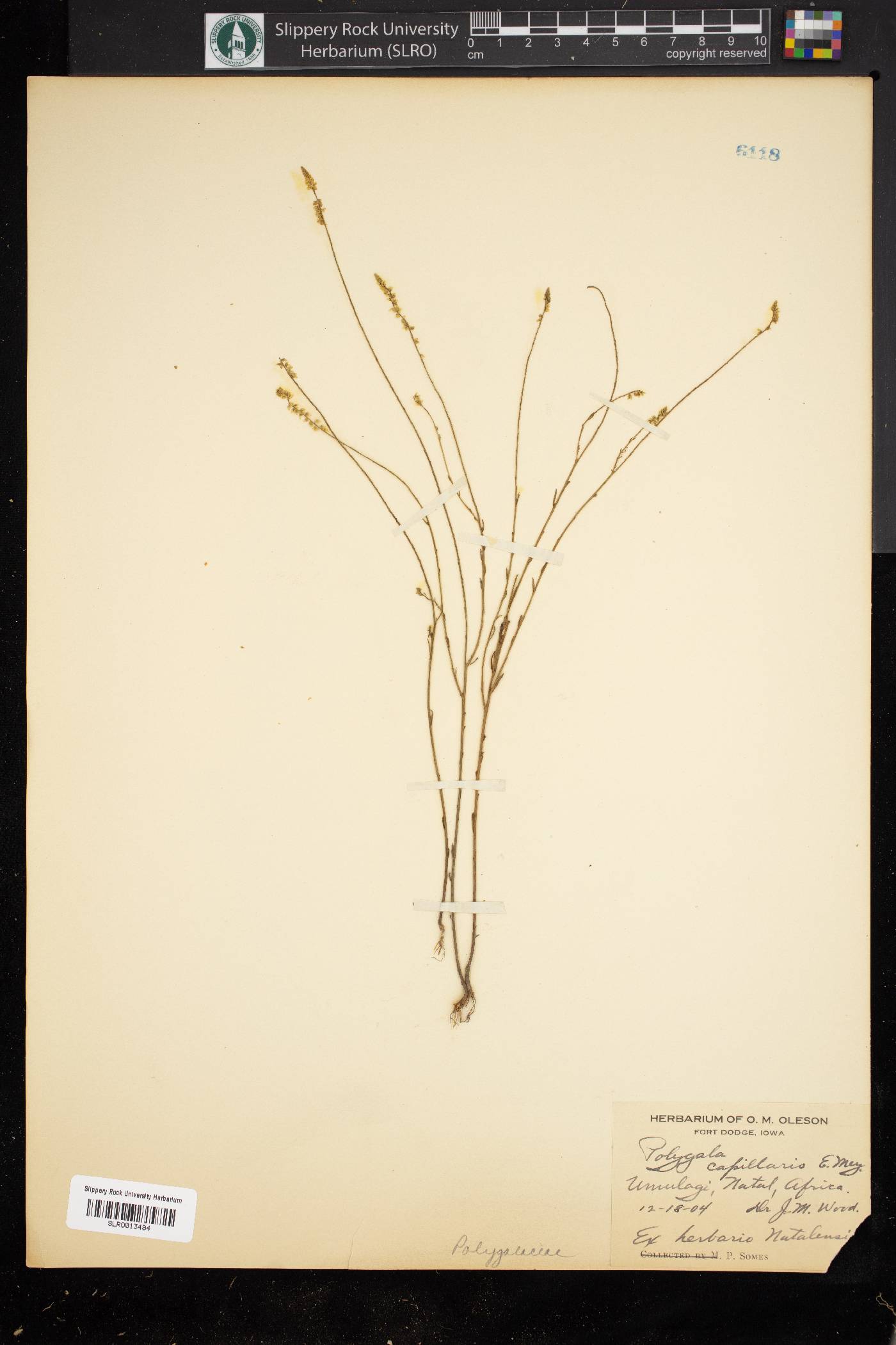 Polygala capillaris image