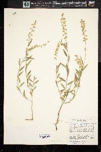 Asemeia grandiflora image