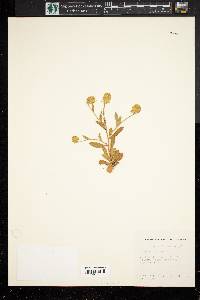 Polygala lutea image