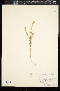 Polygala sanguinea image