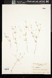 Polygala verticillata image