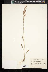 Rumex hastatulus image