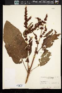 Rumex obtusifolius image