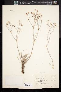 Eriogonum batemanii image