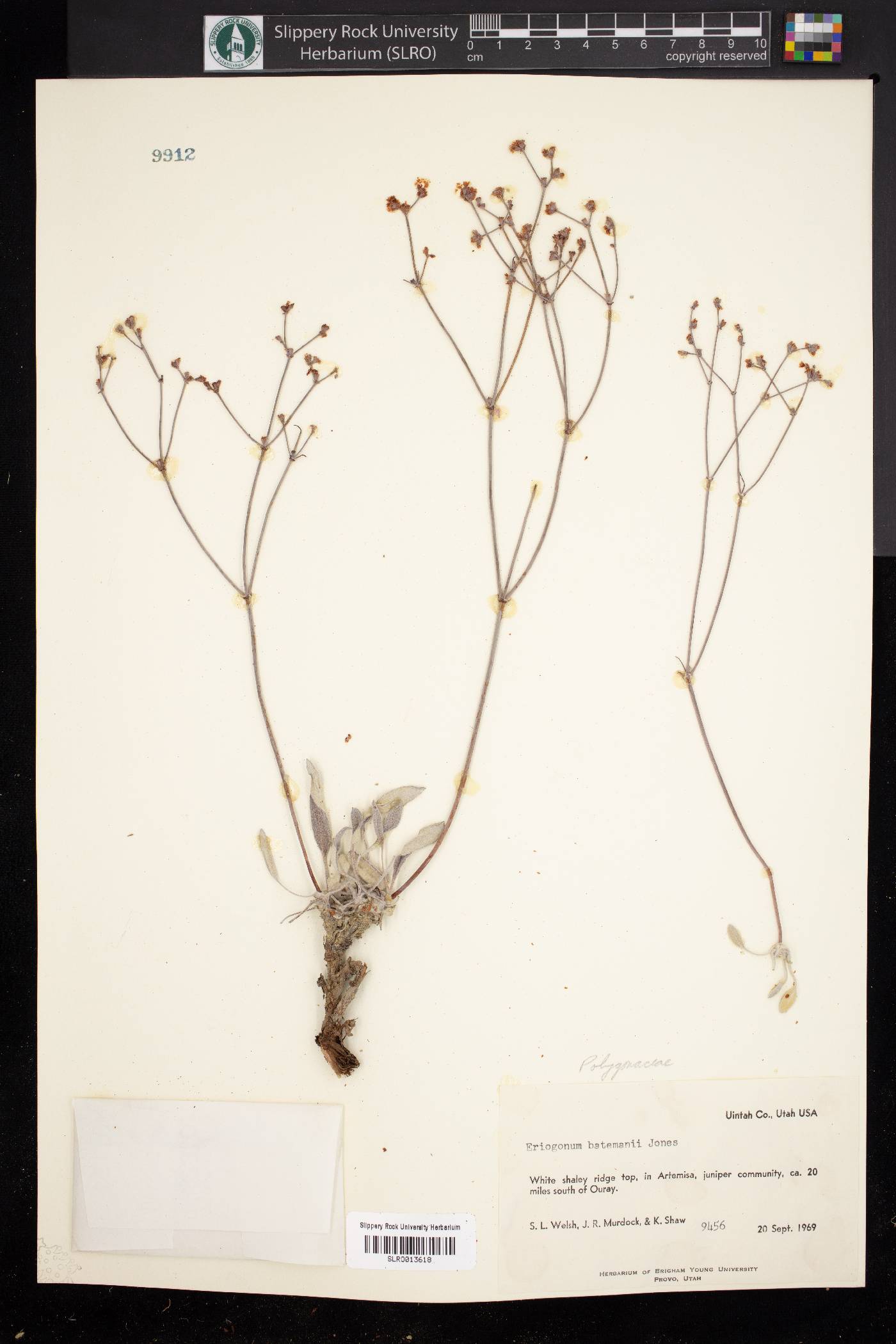 Eriogonum batemanii image