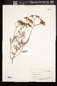 Eriogonum corymbosum image