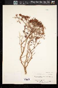 Eriogonum corymbosum image