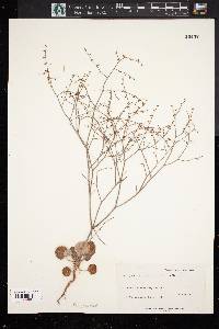 Eriogonum deflexum image