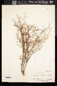 Eriogonum scabrellum image