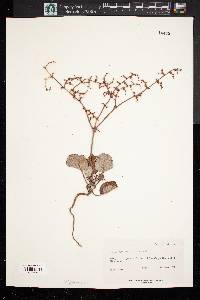 Eriogonum scabrellum image