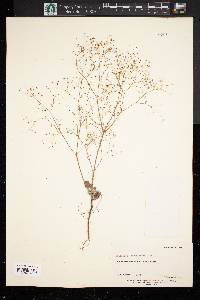 Eriogonum subreniforme image