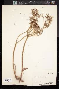 Eriogonum thompsonae image