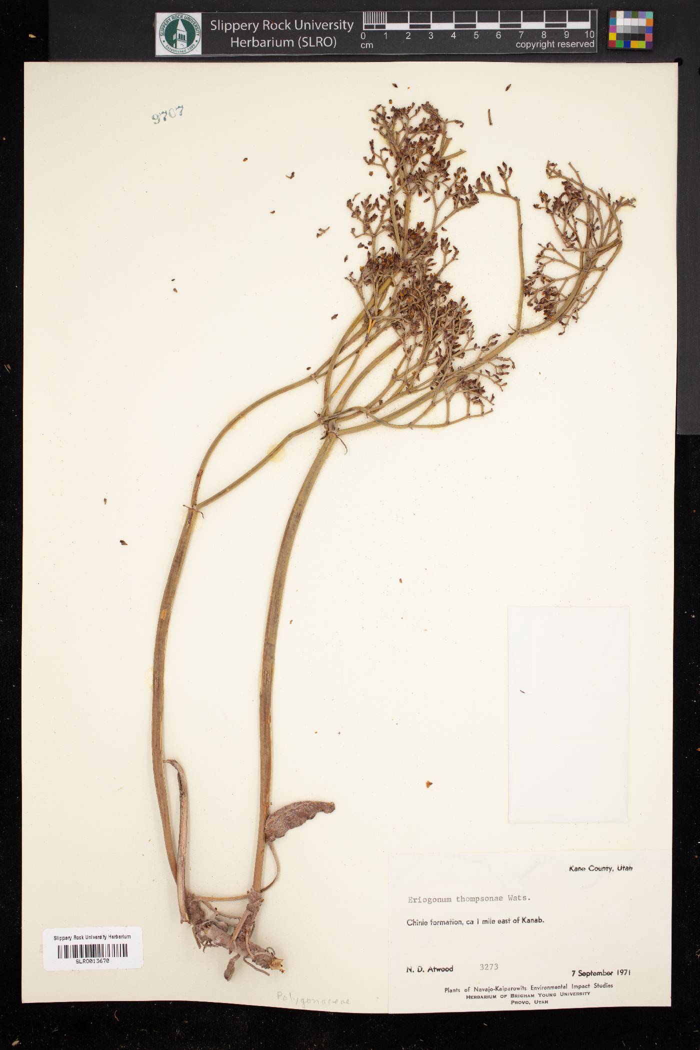Eriogonum thompsonae image
