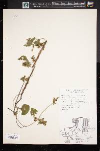 Fallopia cilinodis image